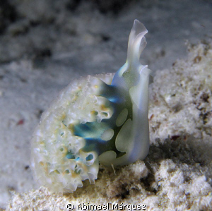 Lettuce Sea Slug, night dive, Bonaire. by Abimael Márquez 